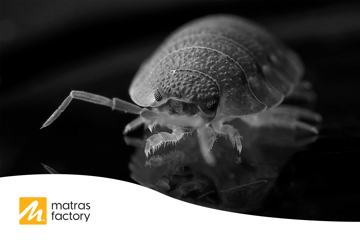 Hoe kun je checken of er bedwantsen in je hotel zitten?