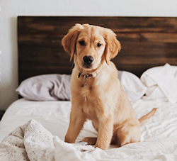 Hond op bed