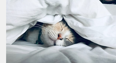 Kat onder donzen dekbed